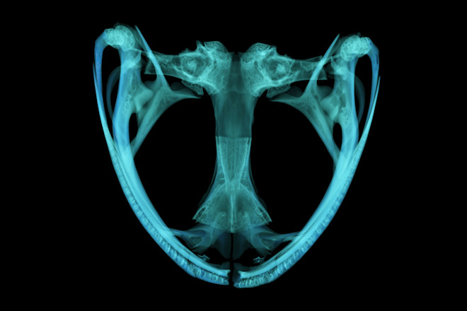 Barbourula busuangensis - Courtesy Daniel J. Paluh