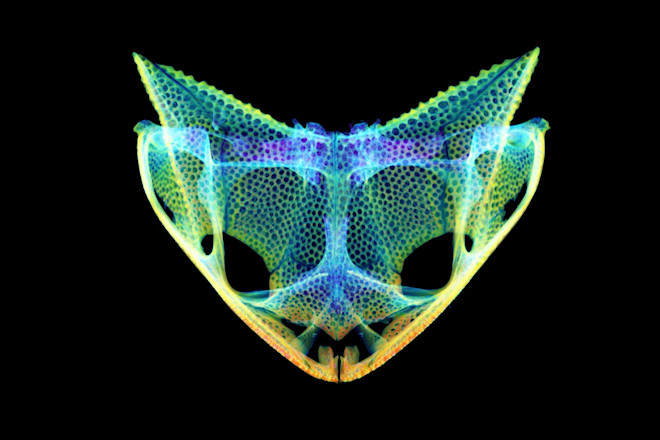 Hemiphractus scutatus - Edward L. Stanley