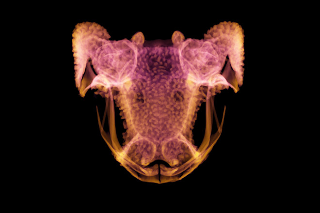 Brachycephalus ephippium - Daniel J. Paluh