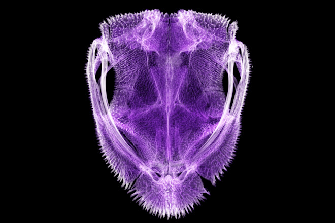 Diaglena spatulata - Daniel J. Paluh