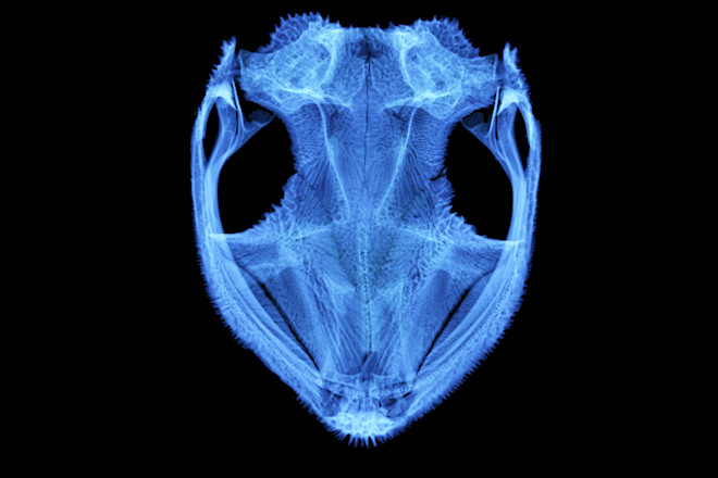 Aparasphenodon brunoi - Daniel J. Paluh