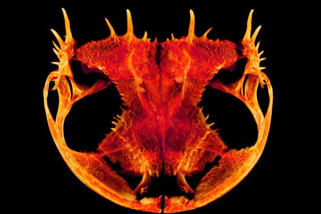 Anotheca spinosa - Edward L. Stanley