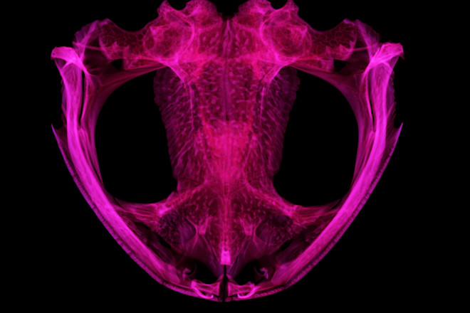 Scaphiopus holbrookii - Daniel J. Paluh