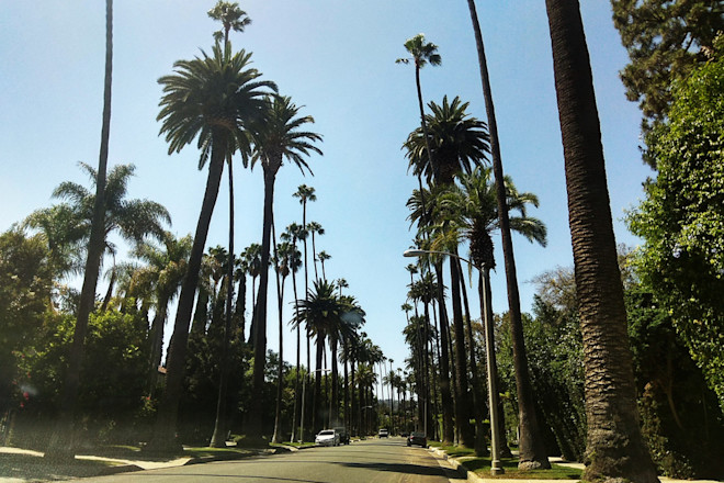 Palm trees Hollywood Beverly Hills California - Shutterstock