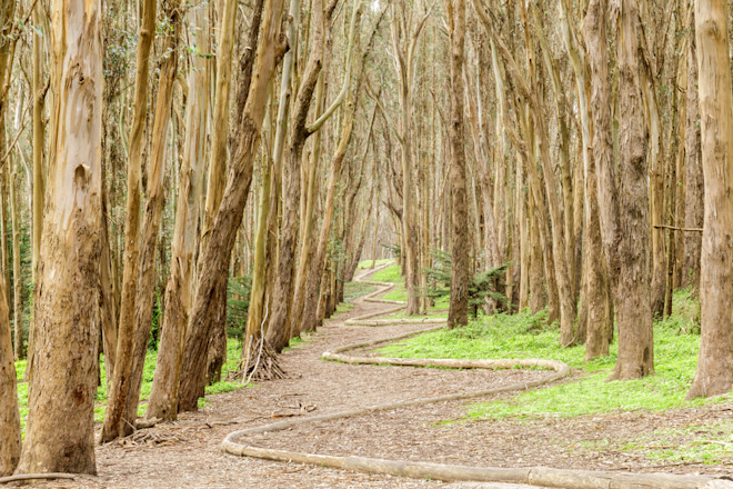 Eucalyptus, San Francisco California - Shutterstock