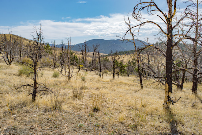 Cheatgrass, pinyon juniper woodland, Nevada - Shutterstock