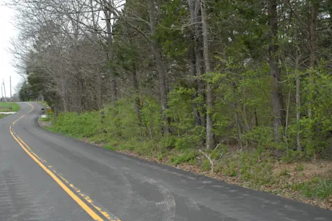Honeysuckle Invasion, Midwestern Forest - Erdmann
