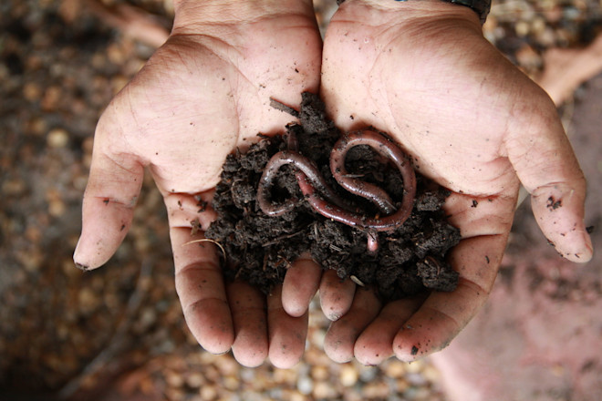 Earthworm - Shutterstock