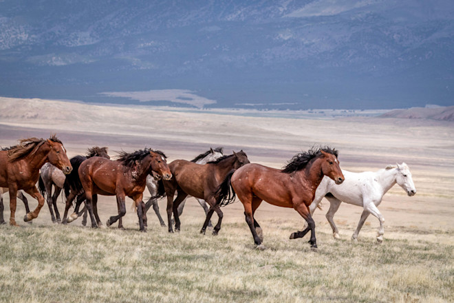 Wild horses - Shutterstock