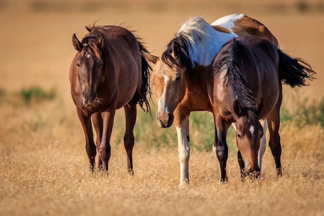 Wild horses - Shutterstock