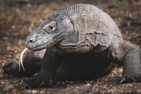 Large Komodo Dragon