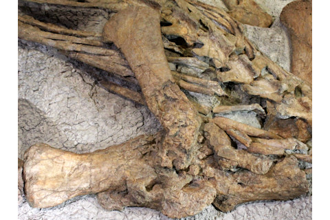 diseased right forearm and shoulder of the Plateosaurus