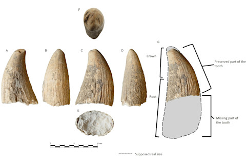 Ancient Sperm Whale Tooth Specimen