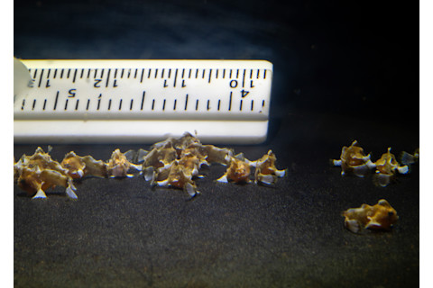 Red handfish babies