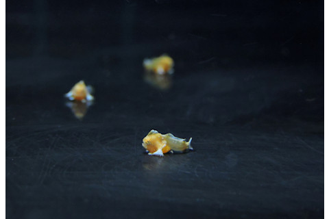 Red handfish babies