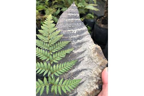 Fossil plants are witnesses of a green Antarctica