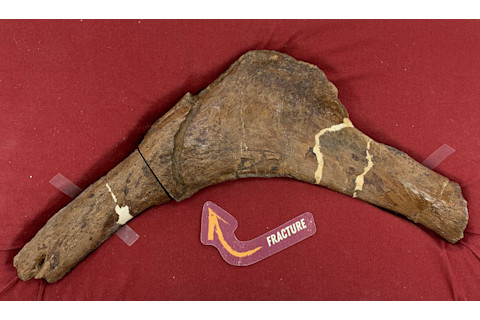 Scotty T. rex Full Rib Display