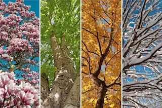 Seasons - Shutterstock