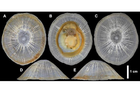 Bathylepeta wadatsumi