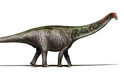 brontosaurus