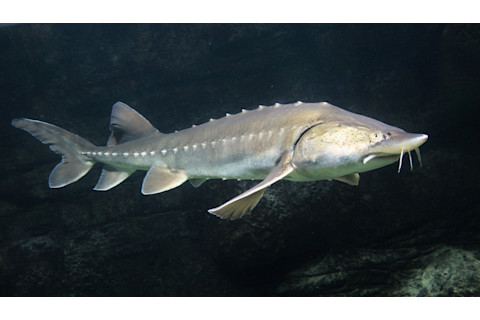 sturgeon