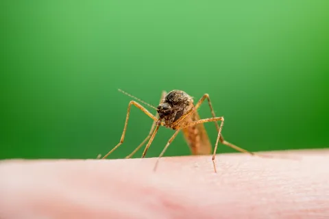 Malaria infected mosquito