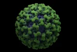Chikungunya virus