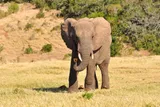 African Elephant Waving Trunk Around 