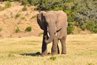 African Elephant Waving Trunk Around 