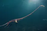 tanystropheus swimming