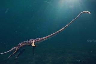 tanystropheus swimming