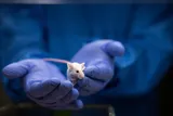 Invisible mouse in lap research