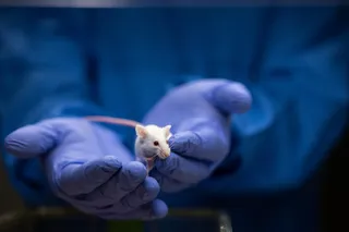 Invisible mouse in lap research