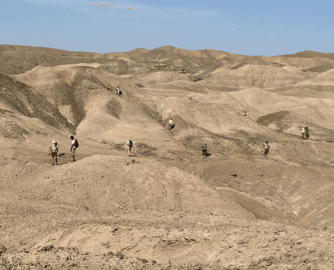 Paleontologists standing in the Lee Adoyta Basin, searching for fossils in the sediment Paleontologists standing in the Lee Adoyta Basin, searching for fossils in the sediment