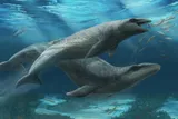 Janjucetus dullardi calf and mother