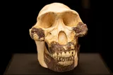 Australopithecus afarensis skull