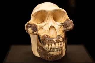 Australopithecus afarensis skull