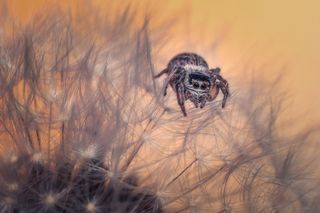 Do spiders sleep? Yes, this jumping spider sits on a puffy dandelion 