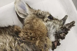 rabbit with horn virus Shope papillomavirus 