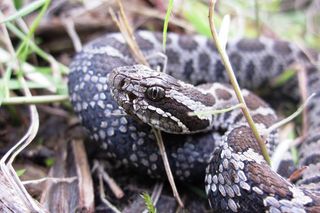 Eastern Massasauga rattlesnakes live in Michigan and other Midwestern states.