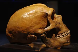 Ancient DNA And Sumerians Discover Magazine Ancient DNA And Sumerians Discover Magazine