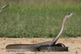 The Black Mamba, Africa’s most feared snake can help to sniff out pollution. 