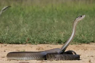 The Black Mamba, Africa’s most feared snake can help to sniff out pollution. 
