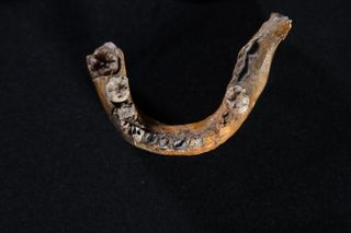 jaw bone from the skull of a child with neanderthal and homo sapiens DNA jaw bone from the skull of a child with neanderthal and homo sapiens DNA