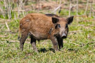 wild boar grazing