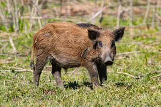 wild boar grazing