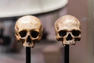 Human skull on display in museum
