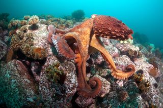 Octopus arms