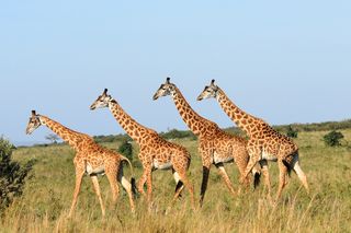 Four different giraffes