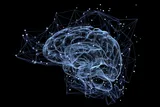 Brain and memory